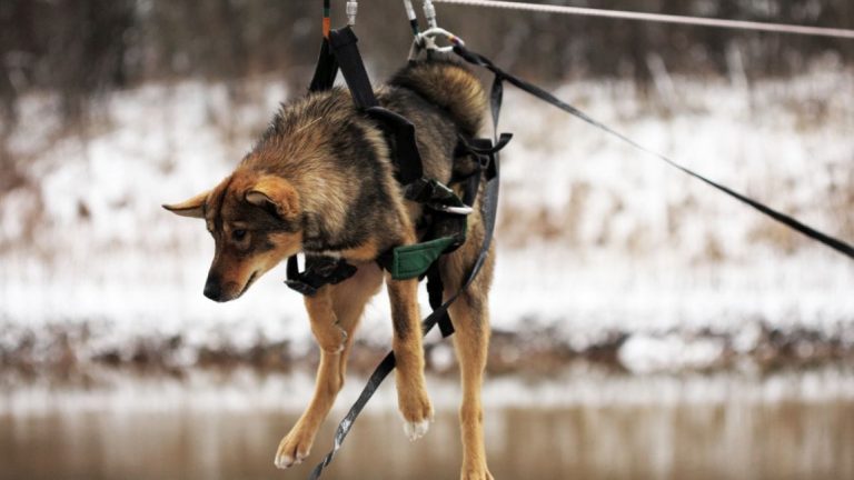 Caring Pets: Helping Stray and Lost Dogs with Kindness