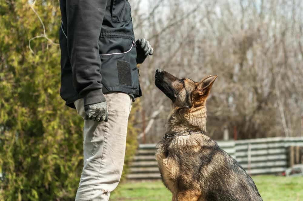 dog trainer in Antioch Hills